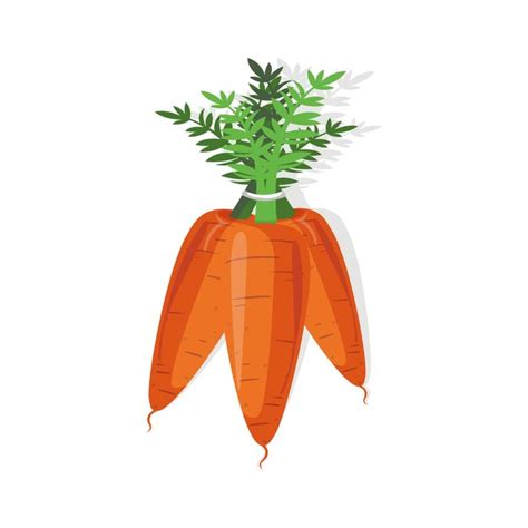Premium Vector Bright Vector Illustration Of Fresh Carrots Isolated