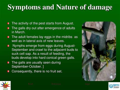 Ppt Identification Symptoms And Nature Of Damage Shoot Gall Psyllid