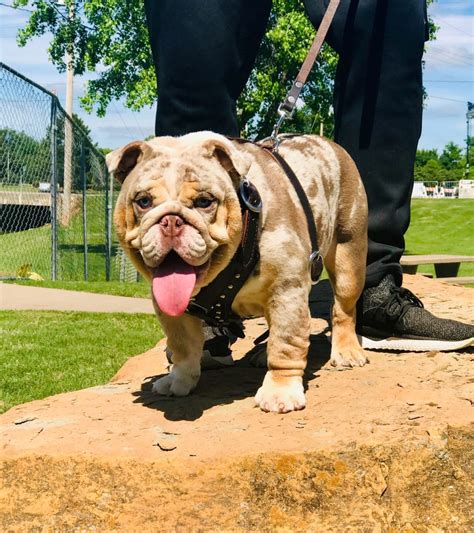 Fawn Merle English Bulldog Agentstips