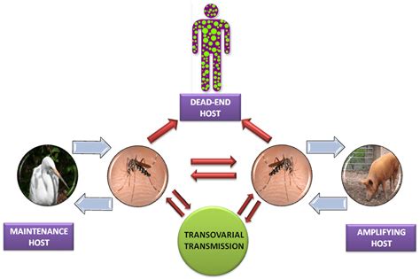 Japanese Encephalitis (JE) Virus: Structure, life cycle, pathogenesis