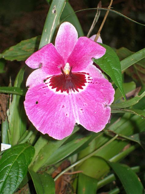 Ecuador Joannan Silmin Ecuador In My Eyes Amazing Amazon Rainforest