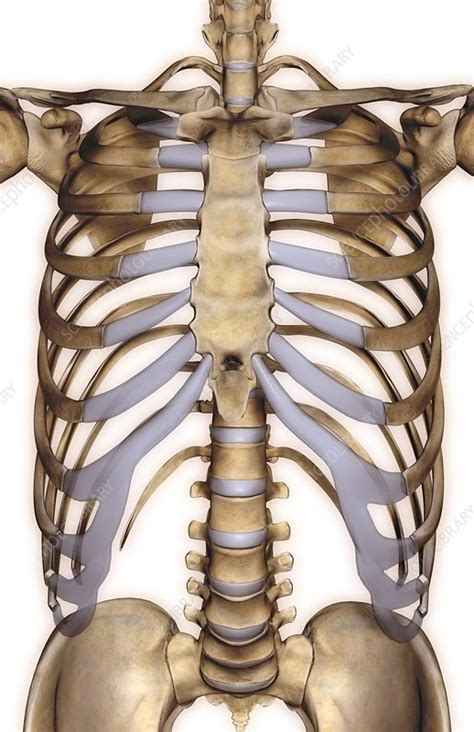 Related posts of upper body of women antomy female pelvis bones images. The bones of the upper body - Stock Image - C008/1058 - Science Photo Library