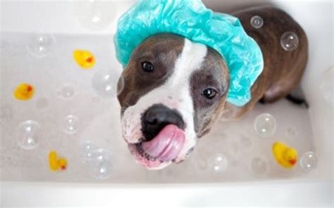 Caring For Our Pets Jims Dog Wash Nz