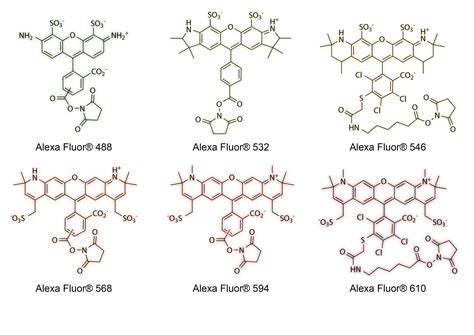 Cf Dyes What Started It All Part 1 A History Of Fluorescence Biotium