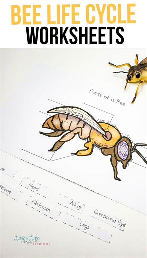 ️the Importance Of Bees Worksheet Free Download