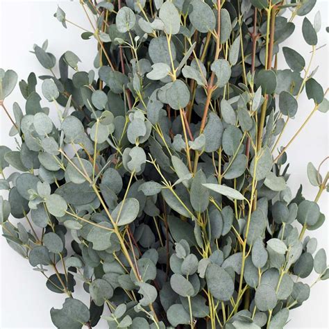 Gunnii Eucalyptus Fresh or Preserved-dried Bulk Greenery - Etsy