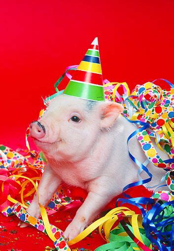 Pig In A Party Hat Cute Pig Party Pig Lovers Pig Mini Pigs