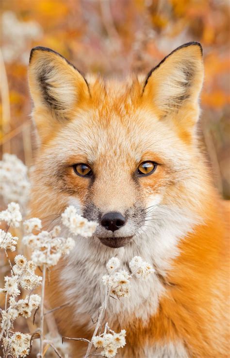 A Beautiful Red Fox Surrounded By Fall Foliage Prince Edward Island