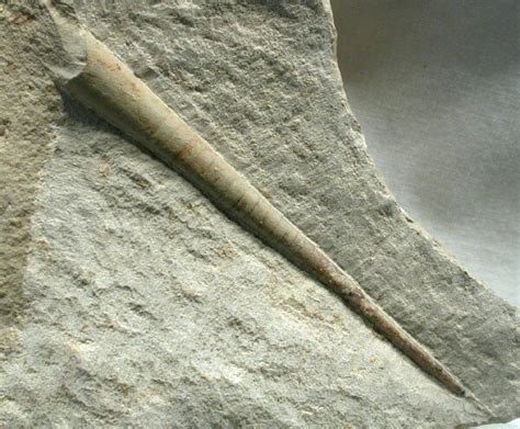 Orthocone Cephalopod Fossil