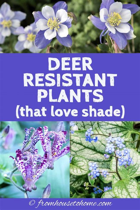 15 Beautiful Deer Resistant Shade Plants To Grow In Your Garden