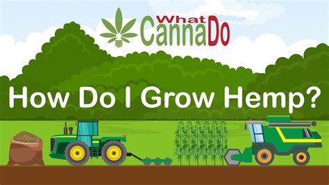 How To Grow Hemp From Seed Sourcing To Harvest Cbaddict