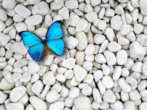 Blue Butterfly Wallpaper ·① Wallpapertag