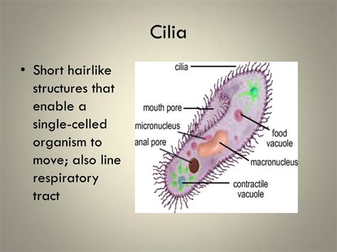 Animal Cell Cilia