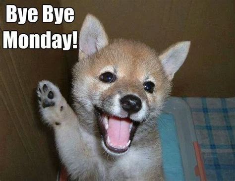 Are You Ready To Say Bye Bye Monday Cute Animals Animals Cute Dogs