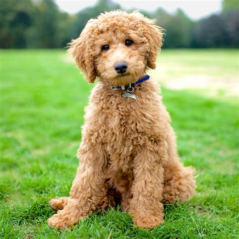 9 Photos That Show How Beautiful Dogs Really Are Goldendoodle