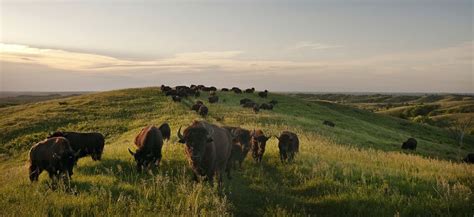 Great Plains The Nature Conservancy