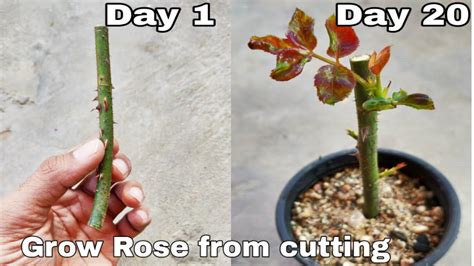 Fastest Way To Grow Rose From Cutting How To Grow Rose From Stem