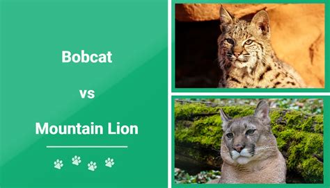 Bobcat Vs Mountain Lion The Key Differences With Pictures Pet Keen