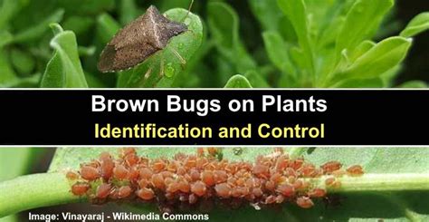 Brown Bugs On Plants Including Tiny Bugs Pictures Identification And Control