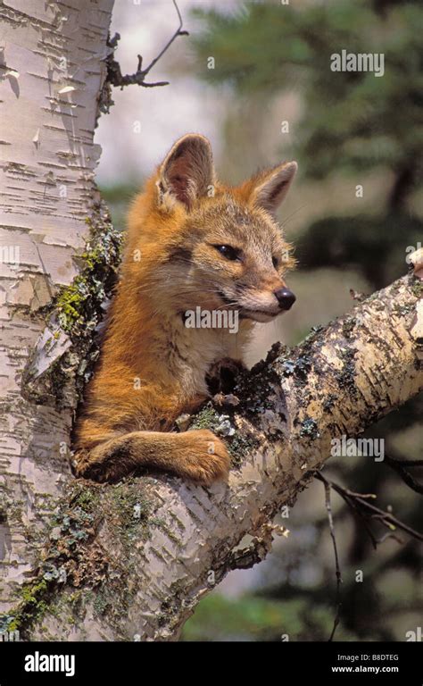 Tk0674 Thomas Kitchin Gray Fox Climbing Tree Stock Photo Alamy