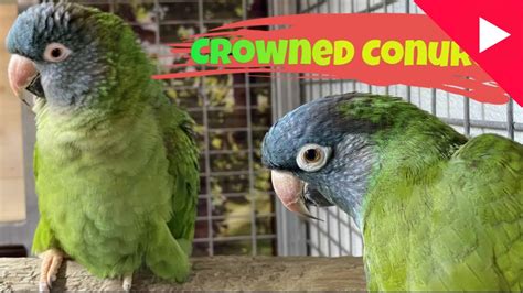 Blue Crowned Conure Breeding Setup And Tips Bird And Beyond Youtube