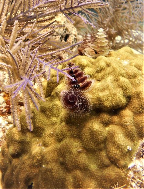 Key Largo Christmas Tree Worms Colorize Reef Sail Fish Scuba