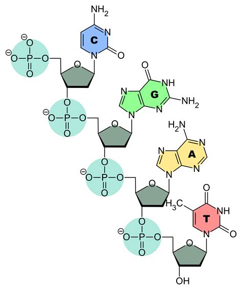 The ends of the dna strand are called the 5' end all cells store their genetic information in the base sequence of dna, and it is this base sequence which forms. DNA-primrar