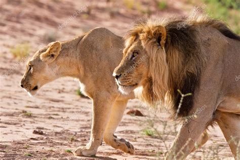 The herds are led by a dominant male, while many of the other males form their own herd called a after a gestation of 12 to 14 months, a mother camel will find a private spot to have her young. Lion male and lioness hunting — Stock Photo © AOosthuizen ...