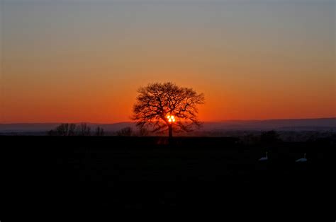 Sunset Tree Free Stock Photo Public Domain Pictures