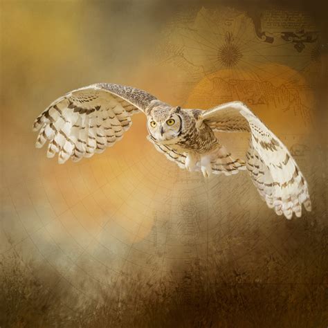 Great Horned Owl Digital Art Anne Mckinnell Photography
