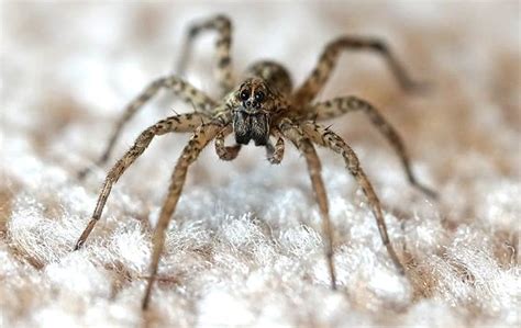 The Giant Hunting Spider You May Find In Your New York Home