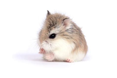 Top Ten Smallest Animals In The World Hamsters Nains Animaux Mignons