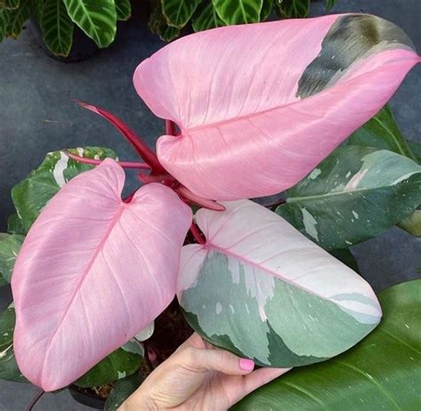 Pink And Green Leaves Plants Plant Leaves Plant Care Houseplant