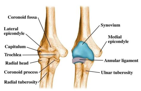 Painful Elbow Bones Online Buy Save Jlcatj Gob Mx