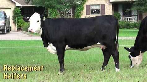 Black Hereford Heifers At Lides Triple L Ranch Mexia Texas Youtube