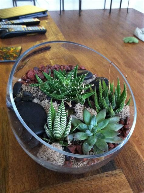 Before you pot or repot a cactus, make sure you have the right soil, as this is one of the most important factors for a happy plant. Cactus Terrarium Cactus | Como hacer terrarios, Plantas ...