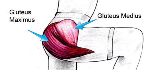 These muscles are divided into superficial and intermediate. Gluteus Muscle Test for Lower Back Pain - Lowbackpainprogram