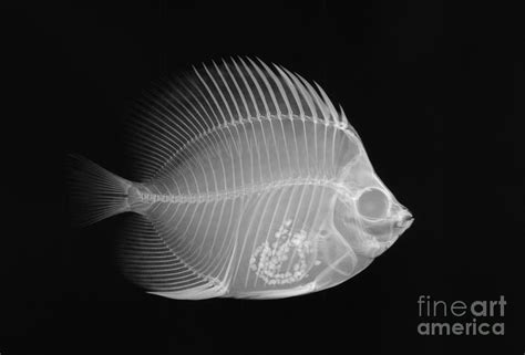 X Ray Fish Image Mag