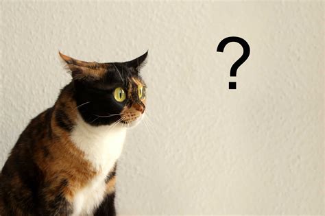 Four Questions Your Cat Might Ask On National Answer Your Cats