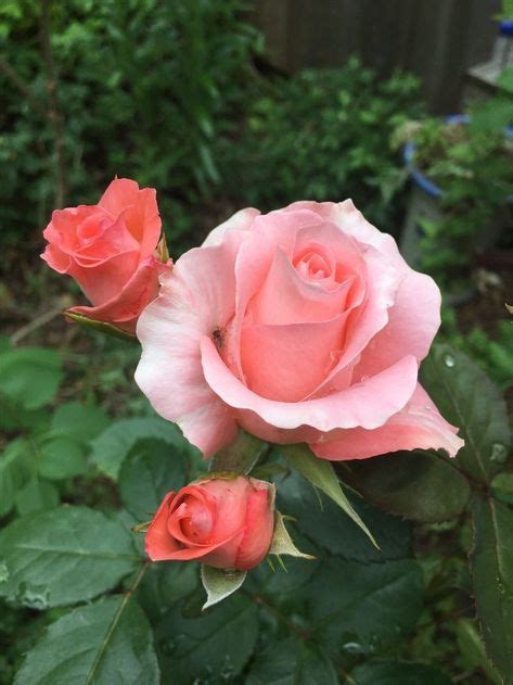 Roses In The Garden Rosas Bela Rosa