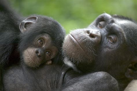 Chimpanzee Baby And Mom