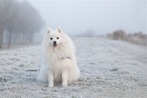 Are American Eskimo Dogs Okay In Warm Weather