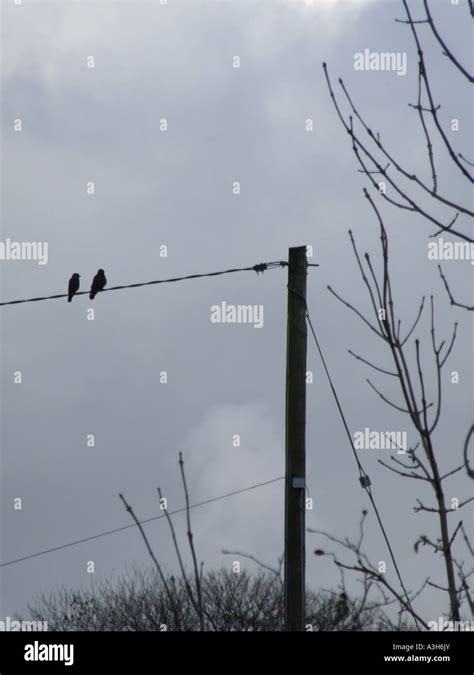 Birds Perch On Telegraph Lines In Countryside Stock Photo Alamy
