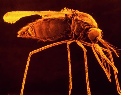 Sem Of Female Malaria Mosquito Photograph By Dr Tony Brainscience