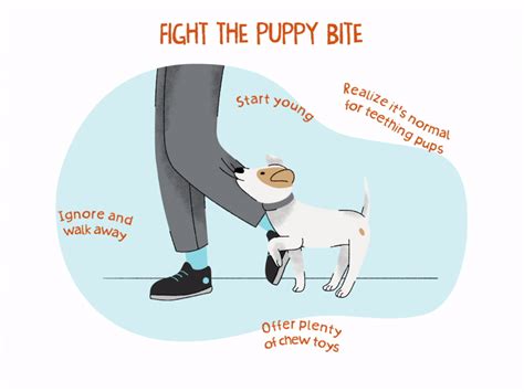 How To Make A Dog Stop Biting Doggie Joy