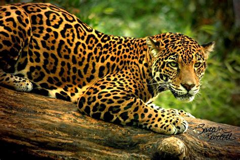 Un Viaje Extraordinario Jaguar Animales En Peligro De Extinción