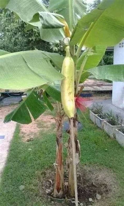 There Is A Banana Tree That Has Been Grown In The Yard With Words On It