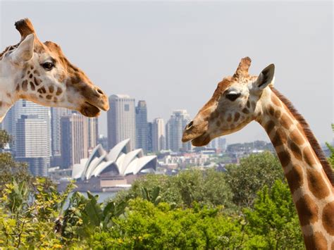 Taronga Zoo Sydney Sydney Australia Official Travel