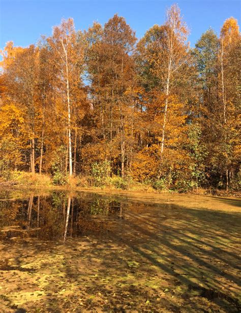 Premium Photo Autumn Forest Reflected In The Water Of The Lake