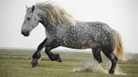 Percheron The Heavy Draft Horse Combining Elegance And Power